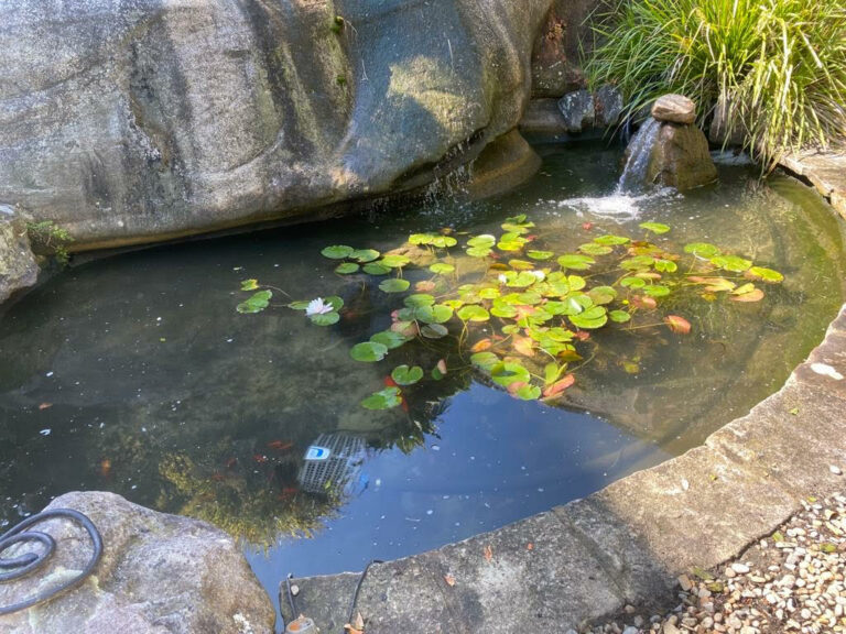 Pond cleaning available Sydney