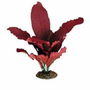Amazon Red Silk Plant